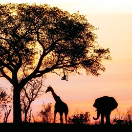Hotellit – Kruger National Park