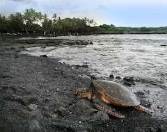 Tüm Ev/Apart Daire Turtle Hut I At Punaluu Black Sand Beach! More Five Star Ratings! (Pahala, ABD)