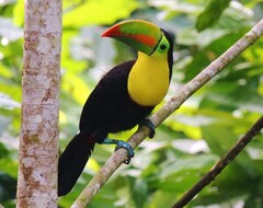 Cijela kuća/apartman Casa Tres Monos- Stunning Garden/Beach Wildlife Viewing (Limón, Kostarika)