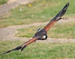 Hotel Falcons Nest (Woodhurst, Reino Unido)