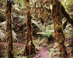 Koko talo/asunto Unique Eco Friendly Cabin In Mid Cloudforest (Cerro Punta, Panama)