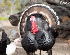 Tüm Ev/Apart Daire Rooikraal Farm Rondawel (Prince Alfred Hamlet, Güney Afrika)