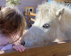 Entire House / Apartment Wake Up With Miniature Horses! (Cerrillos, USA)