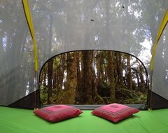 Camping site Pupu Rangi Nature Sanctuary (Dargaville, New Zealand)