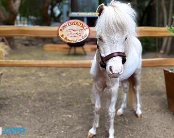 Hotel The Pony Experience; Glamping With Private Petting Zoo (Temecula, USA)