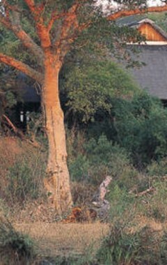 Hotelli Sabi Sabi Bush Lodge (Sabi Sand Game Reserve, Etelä-Afrikka)