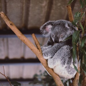 A koala hanging from a tree