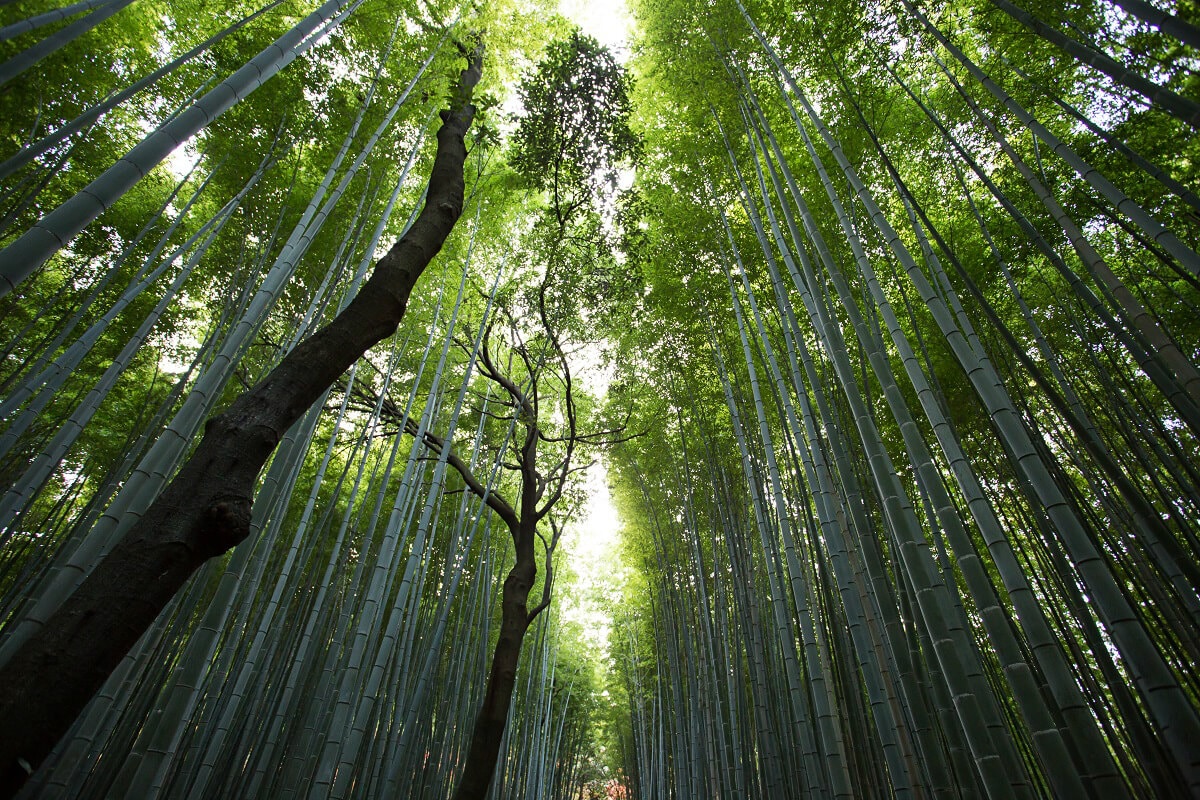 Forêt féérique au Japon : que la lumière soit !