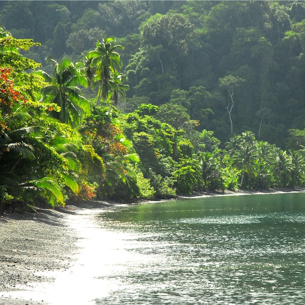 Playa Nicuesa Rainforest Eco Sanctuary