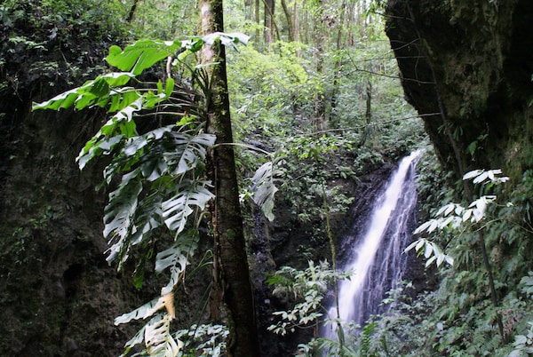 Mount Totumas Cloud Forest